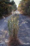 Old US1 roadbed, Bethune, South Carolina