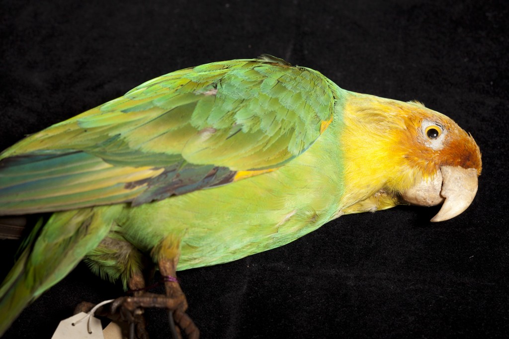 Carolina Parakeet copyright James Henderson