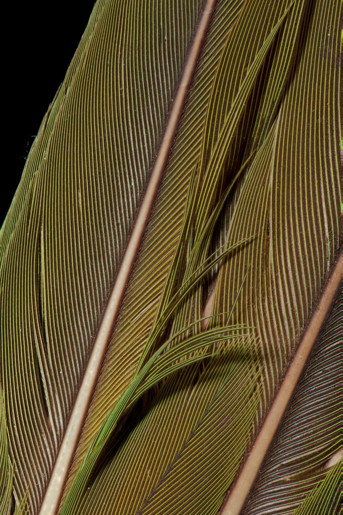 Feather; Carolina Parakeet copyright James Henderson