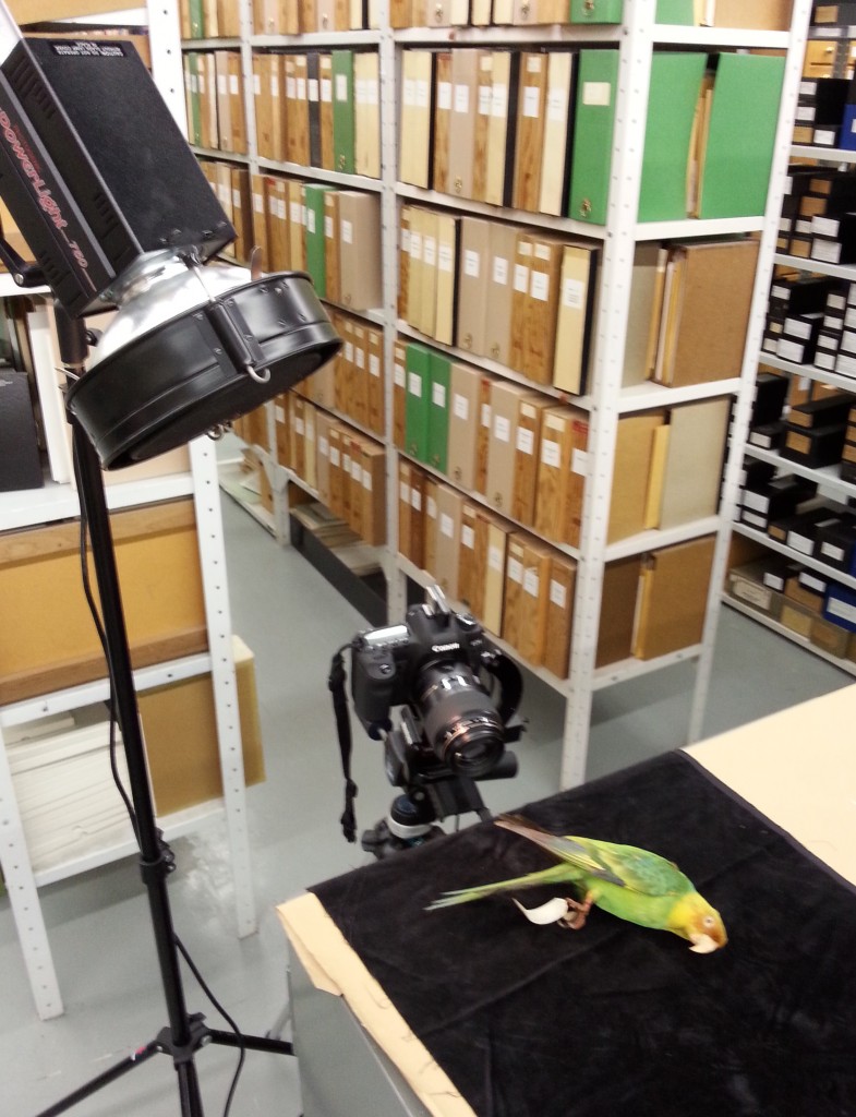 This is the set up I used at the Museum. A single Photogenic Powerlight with a grid. My camera is a Canon 5D mk2. I used the 100 macro and the 65mm MP-E lenses for this.