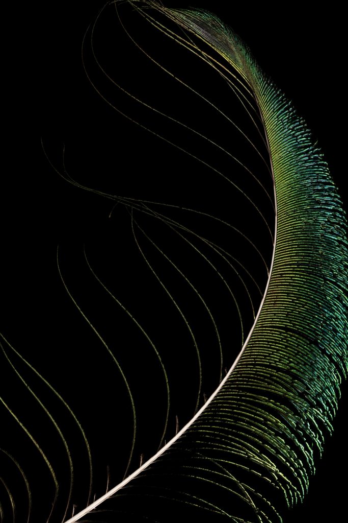 Peacock feather copyright James Henderson This is the output using method B (depth map). copyright James Henderson