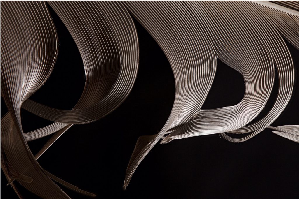 A photograph of a Vulture feather from the series Ethereal Plumage by James Henderson